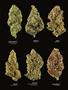 Page: - 17 | High Times