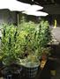 Page: - 67 | High Times