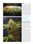 Page: - 72 | High Times