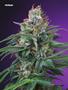 Page: - 75 | High Times