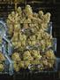 Page: - 77 | High Times