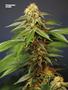 Page: - 78 | High Times