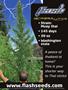 Page: - 131 | High Times