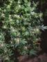 Page: - 15 | High Times