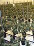 Page: - 16 | High Times