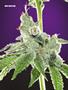 Page: - 75 | High Times