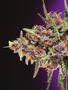 Page: - 76 | High Times