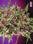 Page: - 77 | High Times