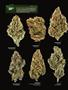 Page: - 16 | High Times