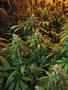 Page: - 18 | High Times