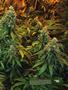 Page: - 19 | High Times