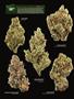 Page: - 20 | High Times