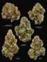 Page: - 21 | High Times