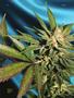 Page: - 74 | High Times