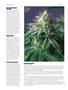 Page: - 78 | High Times
