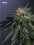 Page: - 79 | High Times