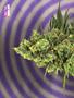 Page: - 80 | High Times