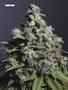 Page: - 82 | High Times