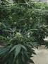 Page: - 18 | High Times