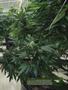 Page: - 19 | High Times