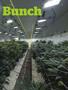 Page: - 75 | High Times