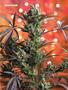 Page: - 79 | High Times