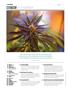 Page: - 8 | High Times
