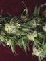 Page: - 81 | High Times