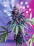 Page: - 82 | High Times