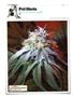 Page: - 144 | High Times