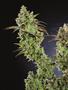 Page: - 18 | High Times