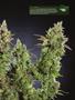 Page: - 19 | High Times