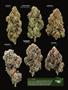 Page: - 21 | High Times