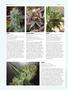 Page: - 78 | High Times