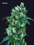 Page: - 79 | High Times