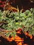 Page: - 81 | High Times