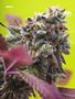 Page: - 82 | High Times
