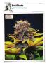 Page: - 144 | High Times
