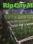 Page: - 58 | High Times