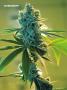 Page: - 79 | High Times