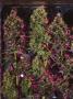 Page: - 80 | High Times