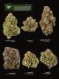 Page: - 16 | High Times