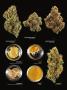 Page: - 17 | High Times
