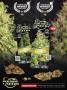Page: - 33 | High Times