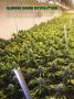 Page: - 68 | High Times