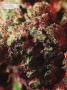 Page: - 75 | High Times