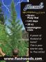 Page: - 83 | High Times