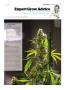 Page: - 109 | High Times