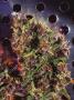 Page: - 17 | High Times