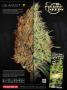 Page: - 35 | High Times